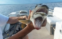 Рыба с двумя ртами произвела сенсацию в интернете
