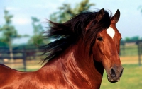В Германии пьяные зоофилы во фраке изнасиловали коня
