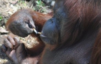 Орангутана-курильщика заставят бросить пагубную привычку