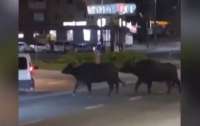 Несколько животных из зоопарка решили посмотреть на ночной город (видео)