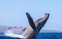 Многотонный кит набросился на лодку с людьми (видео)