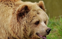 Медведь загрыз 6-летнего мальчика