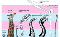Палеонтологи узнали, почему у динозавров были длинные шеи