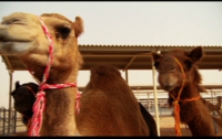 В Арабских эмиратах наливают каппучино с верблюжьим молоком