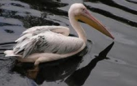 В Перу от голода умерло уже более 5000 пеликанов