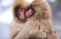 Обезьяны могут говорить, но предпочитают молчать - ученые