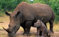 Массовое истребление носорогов может привести к их вымиранию, - эксперты