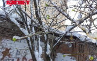 Природная аномалия: деревья «перепутали» зиму с весной (ФОТО)