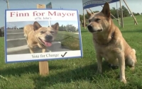 Овчарка баллотируется в мэры канадского города (видео)