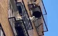 Попугай в Австралии скидывает с балконов квартир горшки с растениями