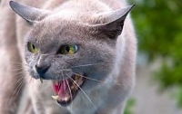 Полицейские Японии заподозрили кота в убийстве женщины