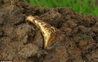 Британець знайшов коштовний золотий перстень з двоголовим орлом (ФОТО)