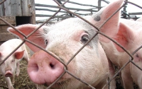 Украинских свиней переведут на строгий режим