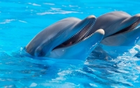 Науковці розшифрували мову дельфінів