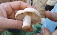 От отравления ядовитыми грибами в Житомире умер мужчина