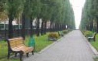 Обрезка деревьев на бульваре Шевченко приведет к его застройке 