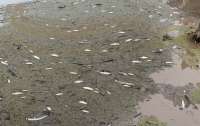 Сотни тысяч рыб погибли в Австралии из-за погоды