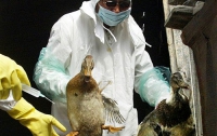 Ученые назвали факторы превращения птичьего гриппа в мировую угрозу