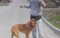 Собака-лев порадовал жителей Днепра (фото)