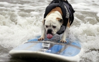 В США прошли соревнования по серфингу среди собак (ФОТО)