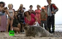 Серый тюлень стал звездой балтийского побережья (ФОТО)