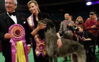 В Киеве состоятся масштабные выставки собак 