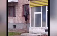 Городская старушка ходит в свою квартиру через окно, чтобы не встретиться с сатаной (видео)