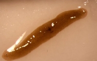 Ученые вывели в космосе двухголового червя-мутанта