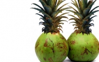 Два в одном: ученые скрестили кокос с ананасом