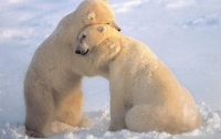 На Аляске белые медведи заблудились на стройке