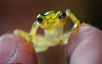 В лесах Коста-Рики найдены «лягушки-невидимки» (ФОТО)