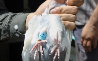 В Иране полиция изъяла сотню голубей-наркокурьеров