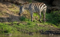 Бесстрашная зебра отбилась от трех крокодилов в Кении (ФОТО)