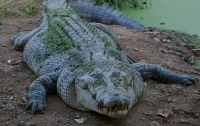 Многодетная мать напала на четырехметрового аллигатора
