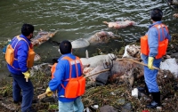 Количество мертвых свиней в китайской реке уже достигло 7,5 тысячи