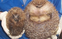 Ежа-толстяка посадили на диету (ФОТО)