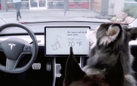 Разработчики автомобилей адаптируют салоны для собак