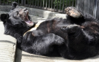 В Киевском зоопарке празднуют «День медведя»