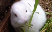 Радиация ни кого не щадит: в Японии родился кролик без ушей