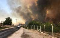Лесные пожары в Анталии: пострадали более 50 человек