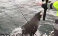 Надоедливый тюлень похитил улов у неопытного рыбака