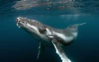В США ныряльщик за омарами выжил после того, как его проглотил кит (видео)