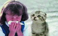 Выяснили механизм возникновения аллергии на кошек