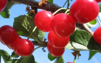 Вишни помогают похудеть и «убивают» холестерин