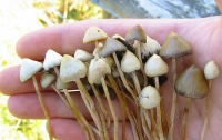 В Польше созрели галлюциногенные грибы: молодежь потянулась в лес
