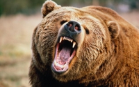 На Камчатке ищут медведя-людоеда