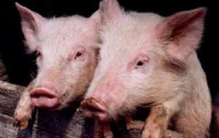 «Ремонтировать» сосуды человека будут с помощью тканей свиней