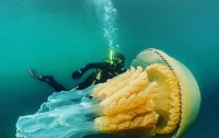 Обнаружена гигантская медуза размером с человека