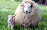 Овцы оказались способны распознавать лица людей