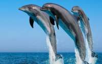 В одесском порту дельфины устроили себе развлечения (видео)